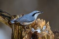 Eurasian Nuthatch, cute singing bird