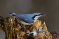 Eurasian Nuthatch, cute singing bird