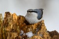 Eurasian Nuthatch, cute singing bird