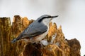 Eurasian Nuthatch, cute singing bird