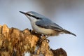 Eurasian Nuthatch, cute singing bird