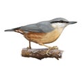 Eurasian nuthatch