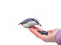 The Eurasian nuthatch eats seeds from a hand, isolated on white background. Hungry bird wood nuthatch eating seeds from a hand Royalty Free Stock Photo