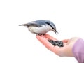 The Eurasian nuthatch eats seeds from a hand,  on white background. Hungry bird wood nuthatch eating seeds from a hand Royalty Free Stock Photo