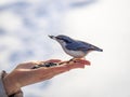 The Eurasian nuthatch eats seeds from a palm. Hungry bird wood nuthatch eating seeds from a hand during winter or autumn Royalty Free Stock Photo