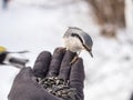 The Eurasian nuthatch eats seeds from a palm. Hungry bird wood nuthatch eating seeds from a hand during winter or autumn Royalty Free Stock Photo