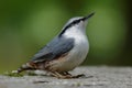 Eurasian nuthatch