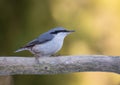 The nuthatches constitute a genus, Sitta, of small passerine birds belonging to the family Sittidae Royalty Free Stock Photo