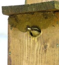 Eurasian Nuthatch with Fecal or Faecal Sac