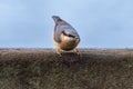 Eurasian Nuthatch feeding against a clear background