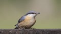 Eurasian Nuthatch Holding on Wooden Feeder Looking Right