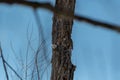 Eurasian nuthatch perched on a natural tree trunk Royalty Free Stock Photo