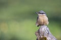 Eurasian nuthatch perching on a wooden perch