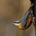 Eurasian Nuthatch on a rotten trunk