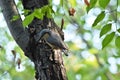 Eurasian Nuthatch Royalty Free Stock Photo
