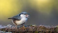 Eurasian Nuthatch siting on an old stump. Eurasian Nuthatch siting on a stick. Royalty Free Stock Photo