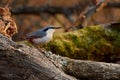 Eurasian nuthatch sits on a log with lichen on a background of a Royalty Free Stock Photo