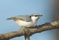 Eurasian Nuthatch, Sitta europaea Royalty Free Stock Photo