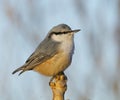 Eurasian Nuthatch, Sitta europaea Royalty Free Stock Photo