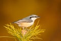 Eurasian Nuthatch, Sitta europaea Royalty Free Stock Photo