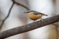 European nuthatch Sitta europaea on a tree bark Royalty Free Stock Photo