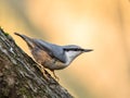 Eurasian Nuthatch Sitta europaea sitting on a tree trunk, vertical image Royalty Free Stock Photo