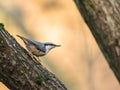 Eurasian Nuthatch, Sitta europaea, sitting on a tree trunk, vertical image Royalty Free Stock Photo