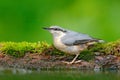 Eurasian Nuthatch, Sitta europaea, beautiful yellow and blue-grey songbird sitting near the water, bird in the nature forest habit Royalty Free Stock Photo