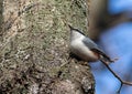 Eurasian nuthatch, Sitta europaea. A bird climbs the trunk of a tree in search of food Royalty Free Stock Photo