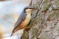 Eurasian Nuthatch, Sitta europaea. The bird sits on a pine trunk Royalty Free Stock Photo