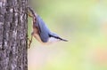 Eurasian nuthatch, Sitta europaea. A bird sits on a tree trunk in a characteristic pose Royalty Free Stock Photo