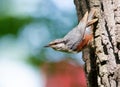 Eurasian nuthatch, Sitta europaea. A bird sitting on a tree bark Royalty Free Stock Photo