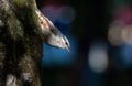 Eurasian nuthatch, Sitta europaea. A bird sitting on a tree bark against a beautiful background Royalty Free Stock Photo
