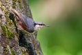 Eurasian nuthatch, Sitta europaea. A bird sitting on a tree bark against a beautiful background Royalty Free Stock Photo