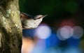 Eurasian nuthatch, Sitta europaea. A bird sitting on a tree bark against a beautiful background Royalty Free Stock Photo