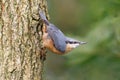 Eurasian Nuthatch - Sitta europaea in a classic pose. Royalty Free Stock Photo