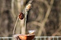 Eurasian Nuthatch Sitta europaea eats sunflower seeds in a bright December day