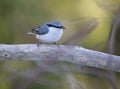 Nuthatches constitute a genus, Sitta, of small passerine birds belonging to the family Sittidae. Royalty Free Stock Photo