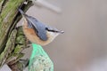 Eurasian Nuthatch (Sitta europaea) Royalty Free Stock Photo