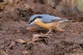 Eurasian Nuthatch - Sitta europaea feeding on the ground. Royalty Free Stock Photo