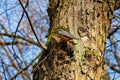 Eurasian nuthatch (Sitta europaea) near its nest hole on the tree trunk on a sunny day in early spring Royalty Free Stock Photo