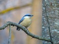 Eurasian nuthatch Sitta europaea perched on a tree branch . Spring mood