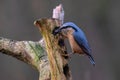 Eurasian nuthatch Sitta europaea sitting on a wethered branch Royalty Free Stock Photo