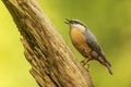 Eurasian nuthatch, (Sitta europaea) singing on the trunk of a tree Royalty Free Stock Photo