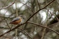 Eurasian nuthatch Sitta europaea. Single bird perching on an a tree branch in a bright March day. Beautiful small bird, looking Royalty Free Stock Photo