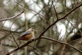 Eurasian nuthatch Sitta europaea. Single bird perching on an a tree branch in a bright March day. Beautiful small bird, looking Royalty Free Stock Photo