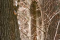 Eurasian nuthatch (Sitta europaea) sits on a tree stump in the forest Royalty Free Stock Photo