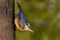 Eurasian Nuthatch - Sitta europaea Royalty Free Stock Photo