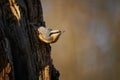 Eurasian Nuthatch Sitta europaea sitting on the tree trunk Royalty Free Stock Photo