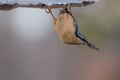 Eurasian Nuthatch Sitta europaea in the autumn Royalty Free Stock Photo